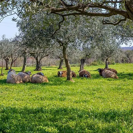 Hacienda Marie Διαμέρισμα Πούλα